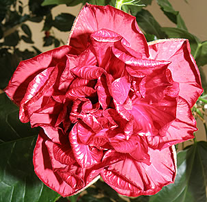 čínská růže