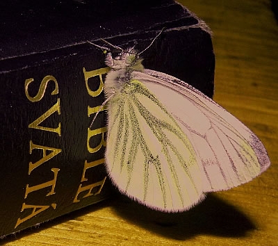 Motýl a bible